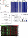 TRIM28 controls E2F1 genomic binding and E2F target expression in CRPC.