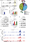 Phosphorylation-dependent TRIM28 transcriptional activation of E2F1.