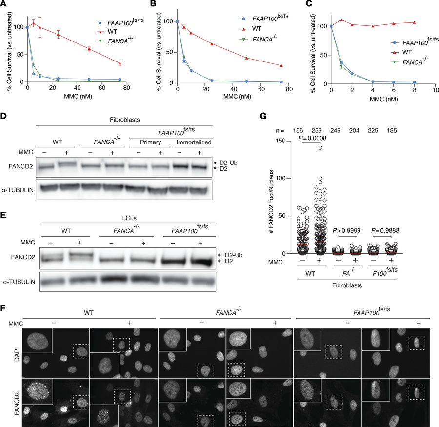 Further characterization of the cellular phenotype of FAAP100 deficiency...