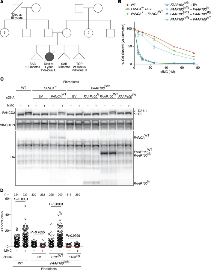 The c.2590C&gt;T FAAP100 variant identified in family 2 (FAAP100stg/stg)...