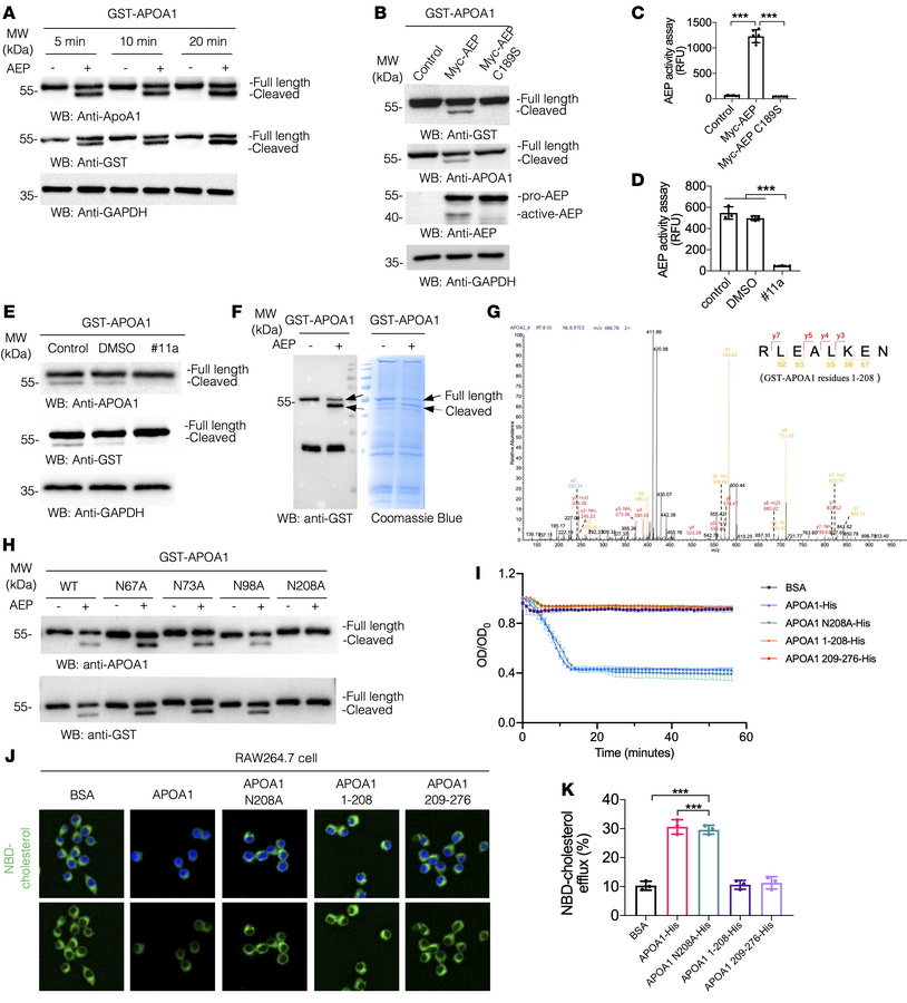 AEP cleaves APOA1 at N208 and severely impairs cholesterol efflux and HD...