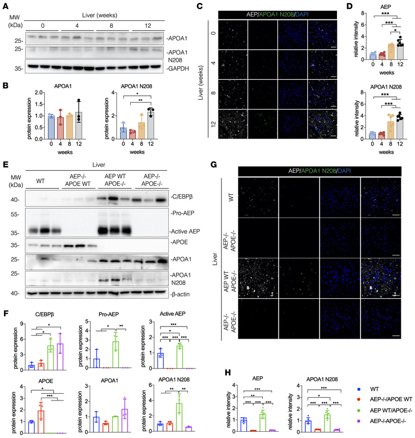 Increased APOA1 cleavage in the liver of APOE–/– mice.
(A–D) APOE–/– mic...