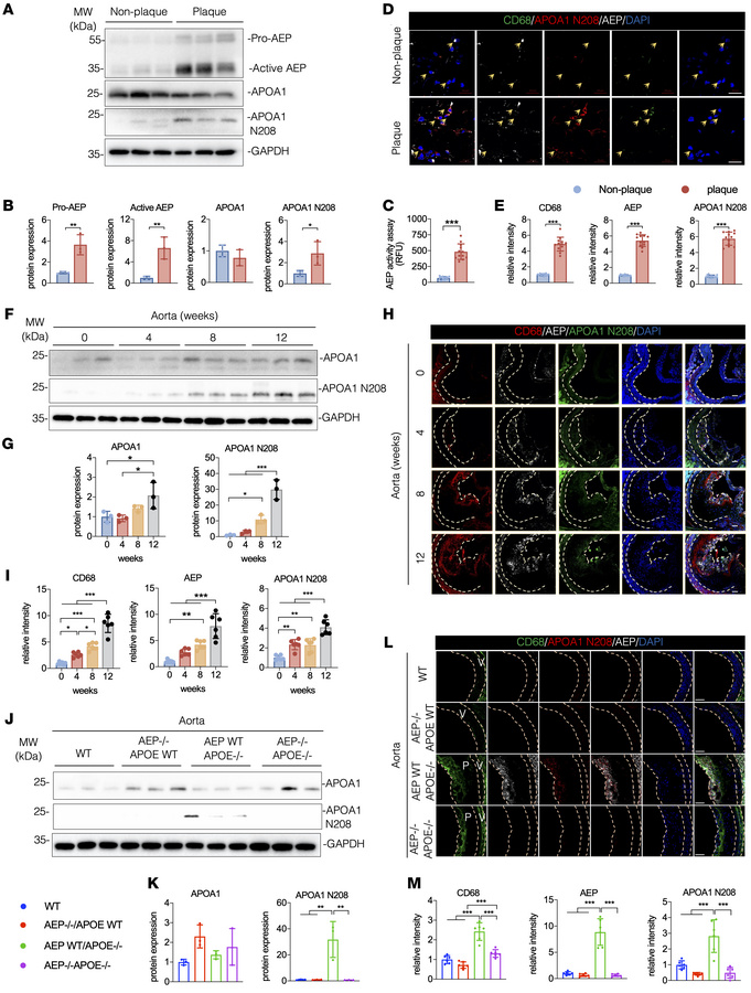Elevated APOA1 cleavage in the plaques from patients and mice with ather...