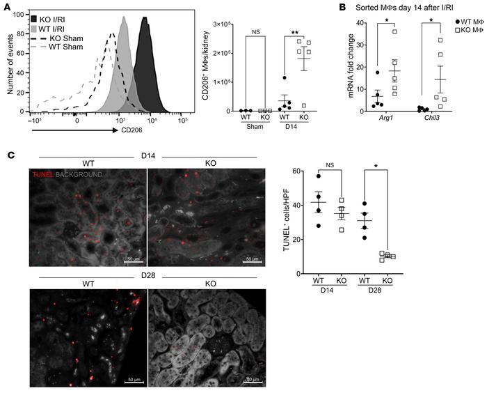 
Aif1 deletion enhances MΦ reparative functions.
(A) Representative hist...