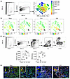 Kinetics of AIF-1 expression and MΦ infiltration in the kidney after I/RI.