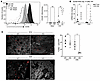 Aif1 deletion enhances MΦ reparative functions.