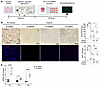 Aif1–/– MΦs protect RTECs from hypoxic injury in vitro.