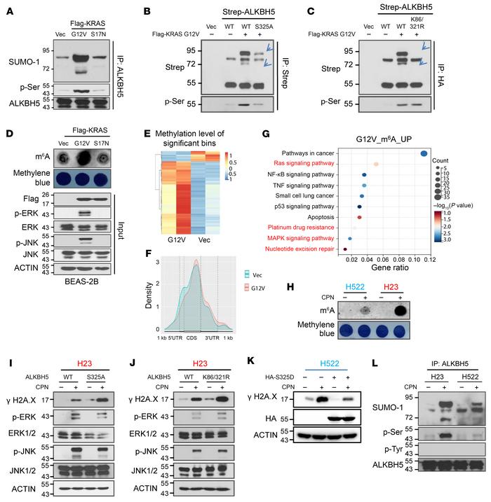 The constitutively active KRAS mutant regulates global mRNA m6A methylat...