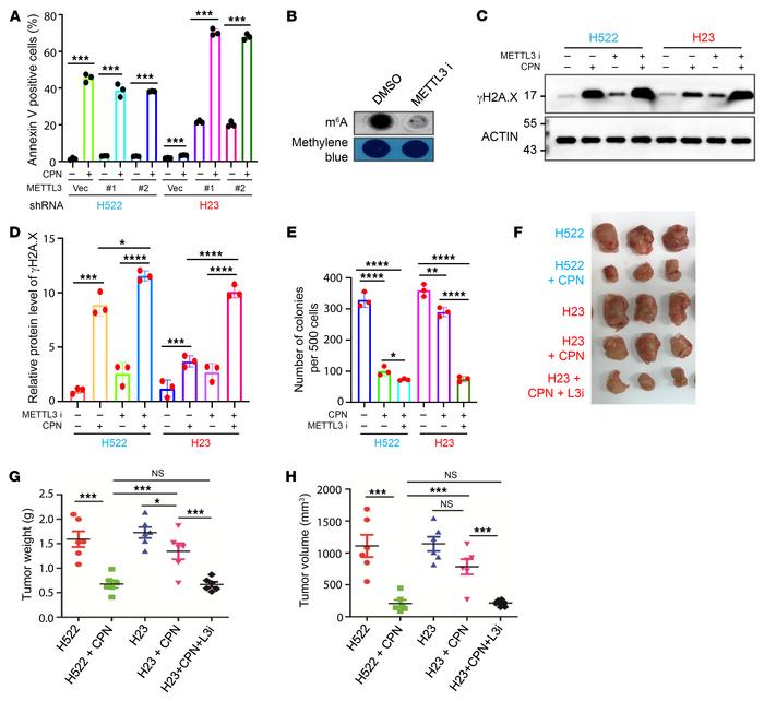 METTL3 inhibition sensitizes KRAS mutation harboring NSCLC cells to cisp...