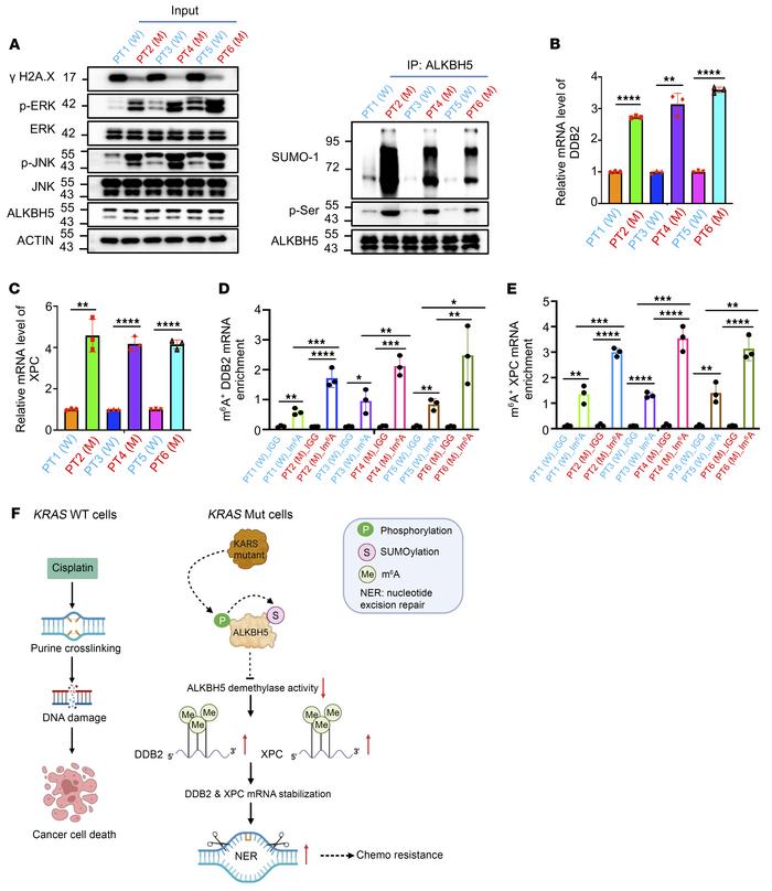 KRAS/ERK/JNK/ALKBH5 PTMs/m6A/DDB2 and XPC/NER signaling axis occurs freq...