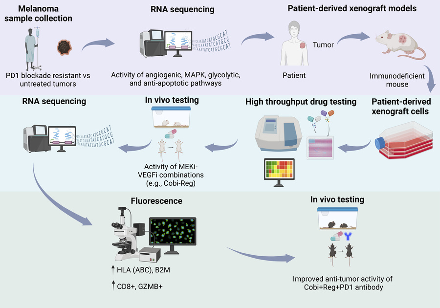 graphical abstract