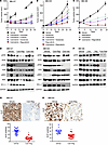 Effects of single or combination drug treatments in various melanoma PDX mo