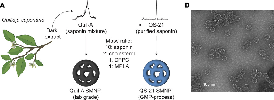 Saponin-based nanoparticles.
(A) Formulation of SMNP with Quil-A (labora...