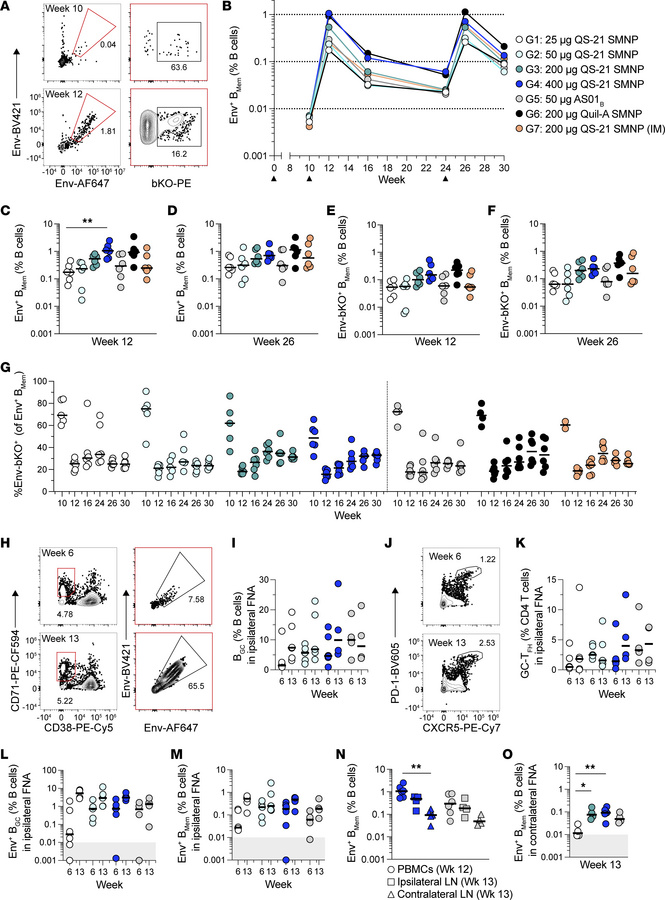 Robust longitudinal Env-binding BMem are detected with high QS-21 SMNP d...