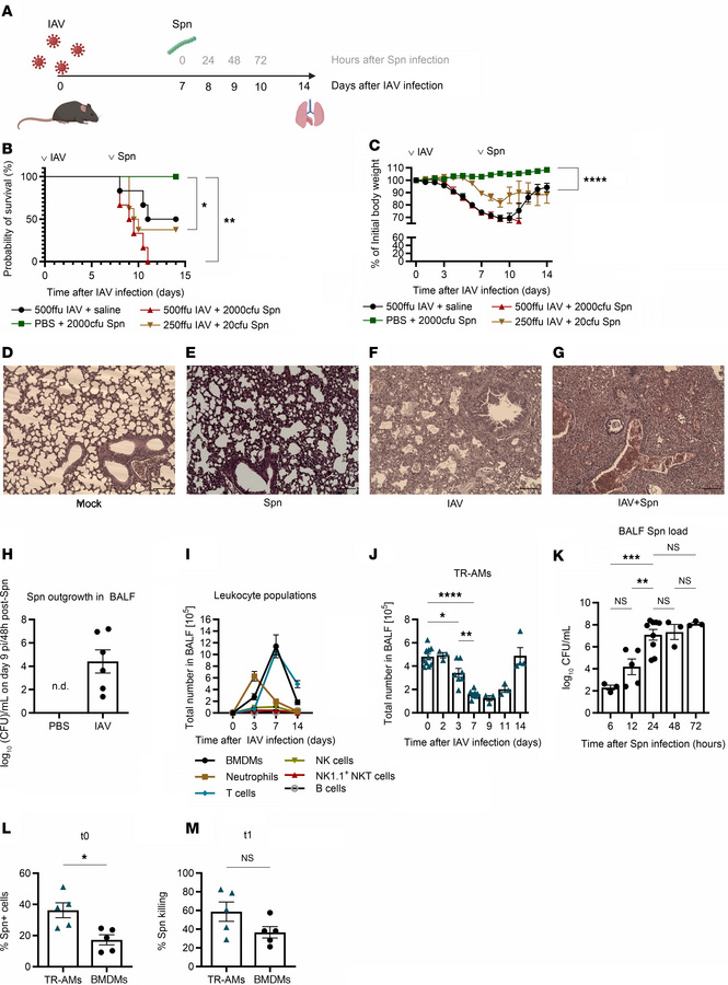IAV infection increases susceptibility to secondary pneumococcal infecti...