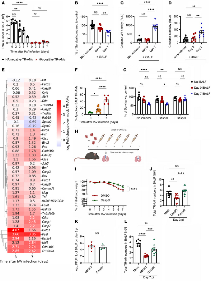 Caspase 8 is involved in virus-independent, post-influenza TR-AM death.
...