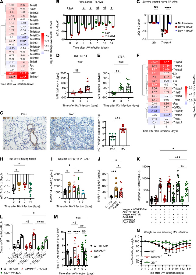 IAV infection leads to increased expression of the TNFSF14 ligand/recept...