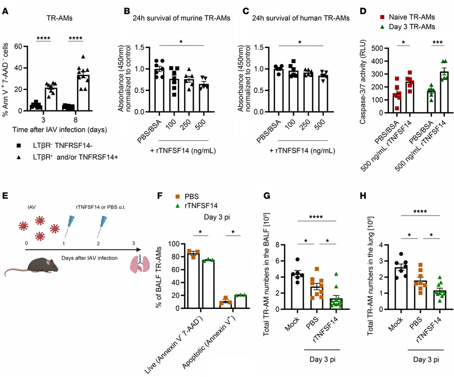 TNFSF14 treatment aggravates post-influenza TR-AM loss.
(A) Percentage o...