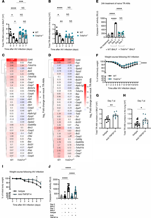 Post-influenza TR-AM loss can be prevented through directed targeting of...