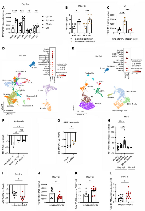 Neutrophils are the main cellular source of TNFSF14 during IAV infection...