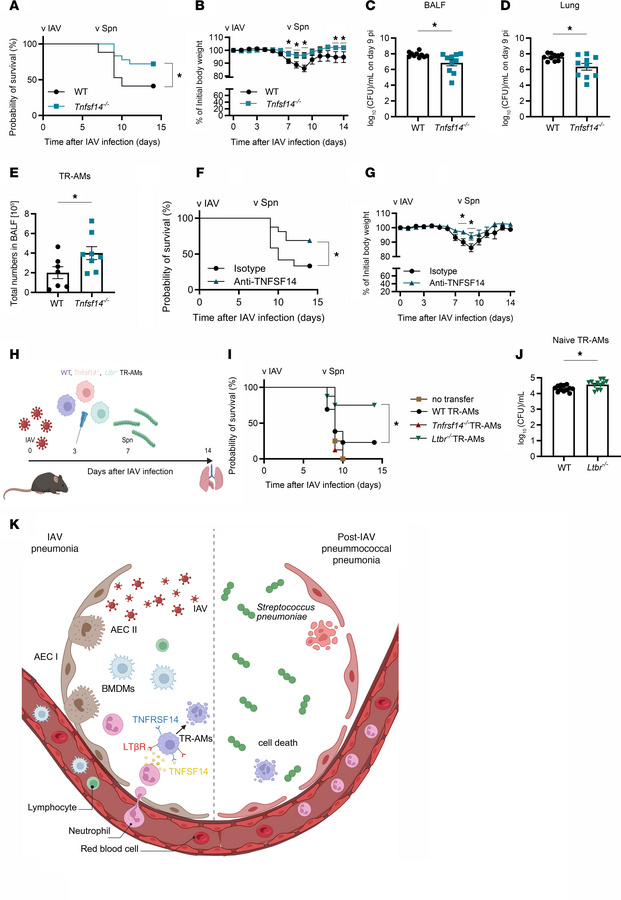 Severity of post-influenza pneumococcal pneumonia is attenuated in the a...