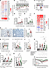 IAV infection leads to increased expression of the TNFSF14 ligand/receptor