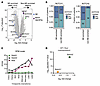 NOTCH1 exhibits a regulatory and expression pattern distinct from those of