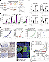 Notch signaling reprograms SCLC tumors from immune-excluded to immune-infla