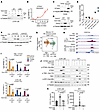 NOTCH1 reverses silencing of antigen presentation in SCLC through reactivat