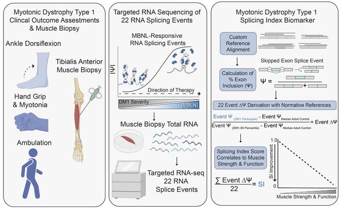 JCI The Splice Index As A Prognostic Biomarker Of Strength And JCI The Splice Index As A Prognostic Biomarker Of Strength And