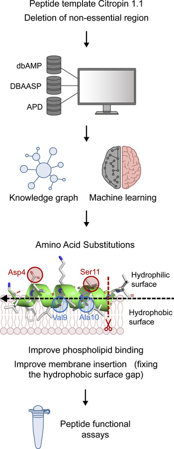CIT-based peptide design and optimization strategy.