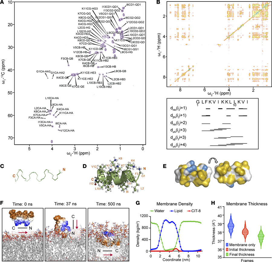 Structural insights to membrane targeting by CIT-8.
(A) Natural abundanc...
