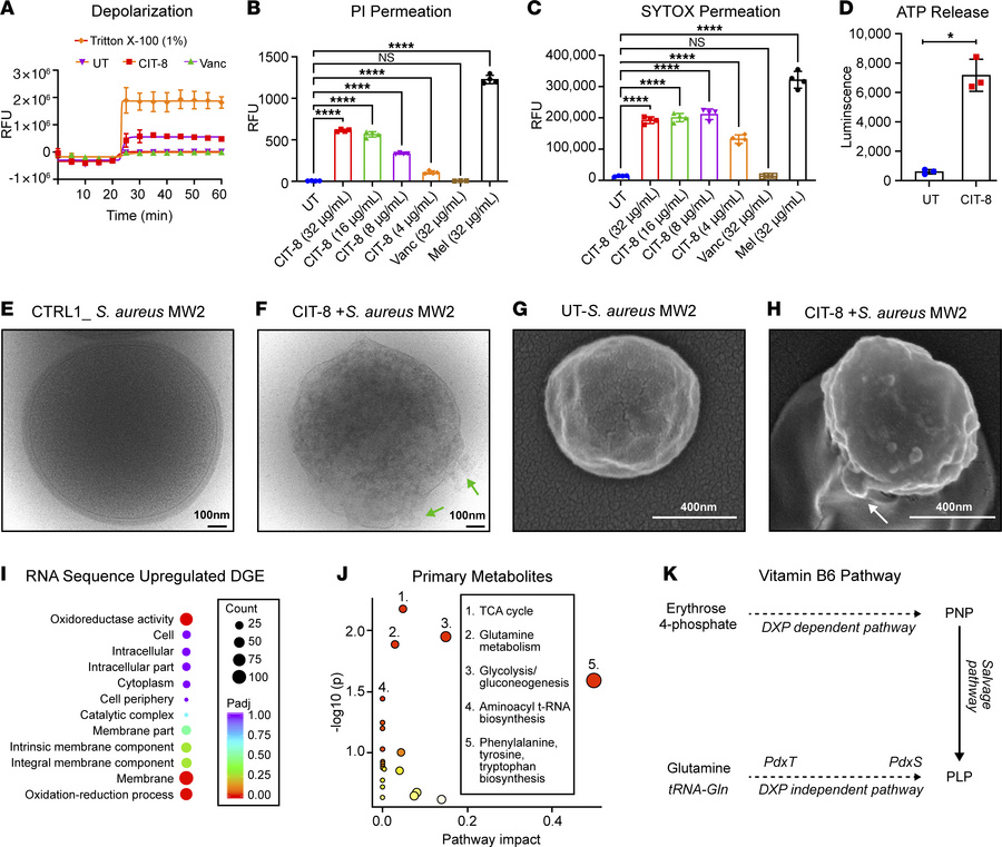 Mechanism of action of CIT-8 and associated stress response by MRSA.
(A)...