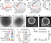 Mechanism of action of CIT-8 and associated stress response by MRSA.