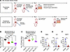In vivo efficacy of CIT-8 in a skin-abraded murine infection model infected
