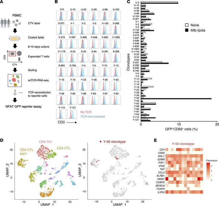 Identification of mycobacterial lipid–reactive T cells.
(A) Schematic re...