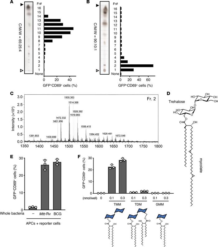 Identification of TMM as a T cell antigen.
(A and B) M. tuberculosis H37...