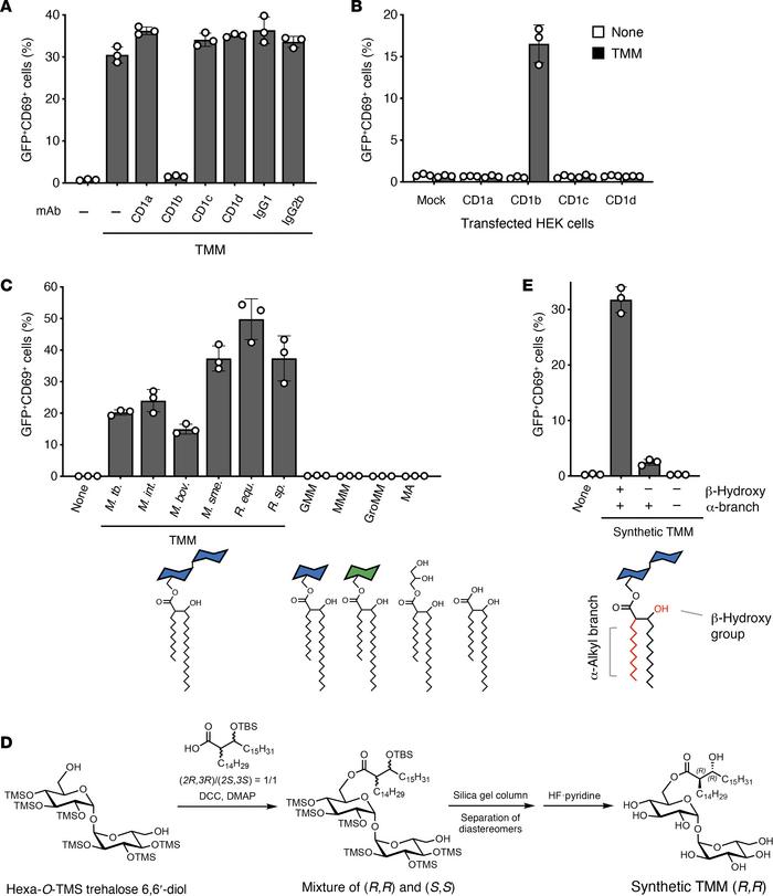 CD1b restricts TMM recognition by Y-50 T cells.
(A) Y-50 reporter cells ...