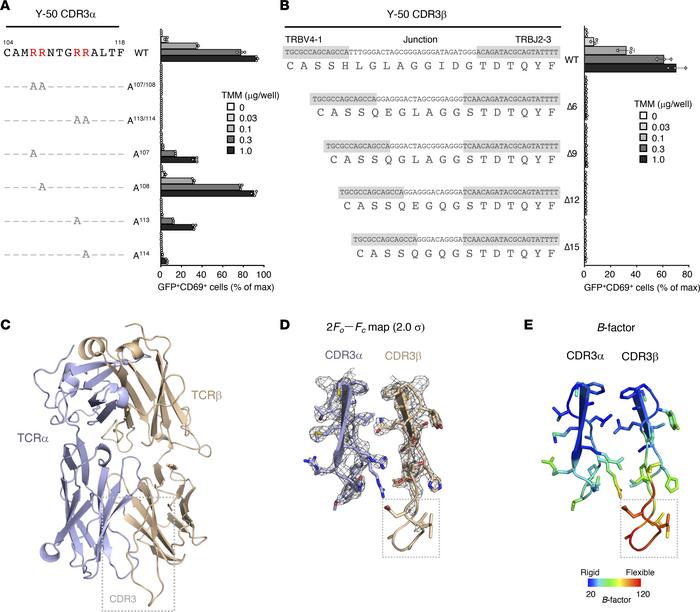 Mutagenesis and structural analysis of TMM-reactive TCR.
(A) The amino a...