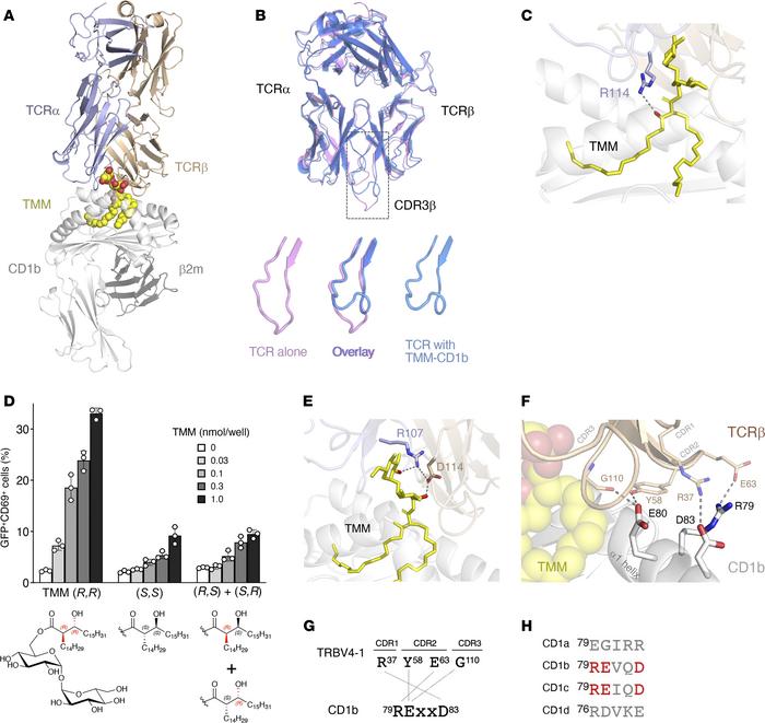 Ternary complex structure of Y-50 TCR-TMM-CD1b.
(A) Overall structure of...