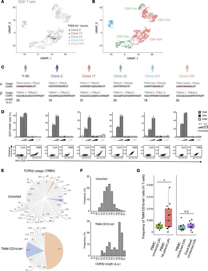 TMM-specific T cells with similar characteristics are shared among indiv...
