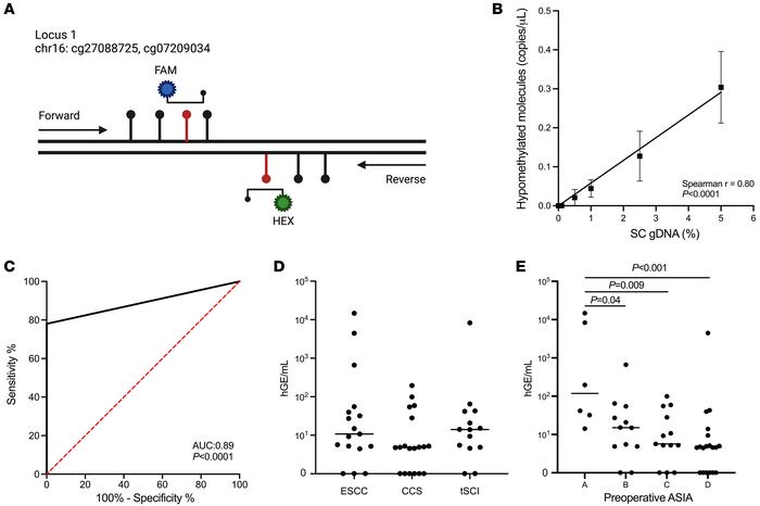 Methylation-based cfDNA markers of SCI.
(A) Structure at a genomic locus...