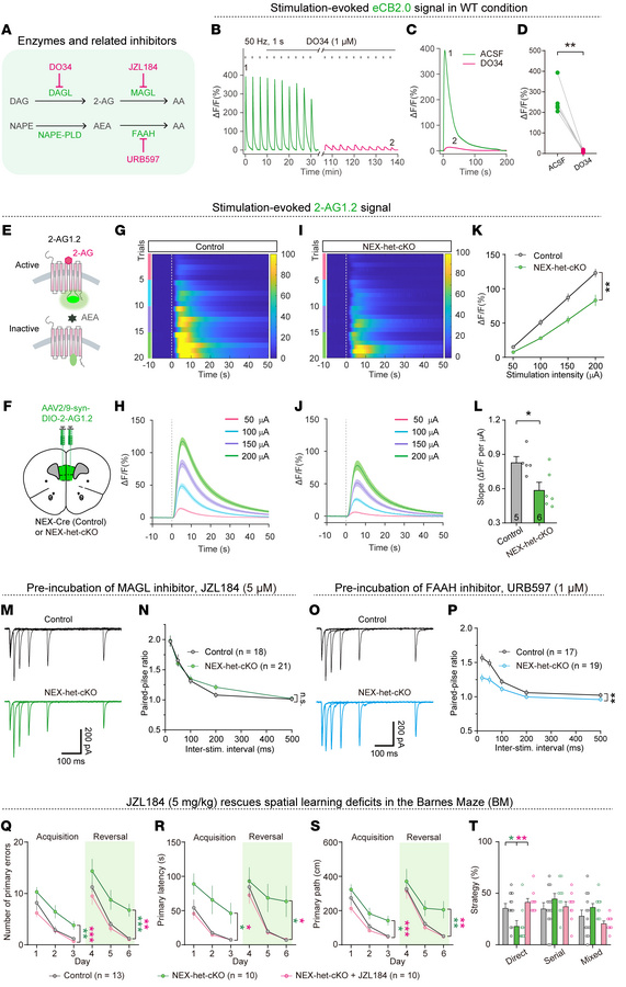 Reduced 2-AG release mediates increased presynaptic Pr and learning defi...
