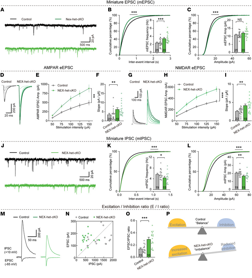 
Ppp2r1a haploinsufficiency increases excitatory synaptic transmission, ...