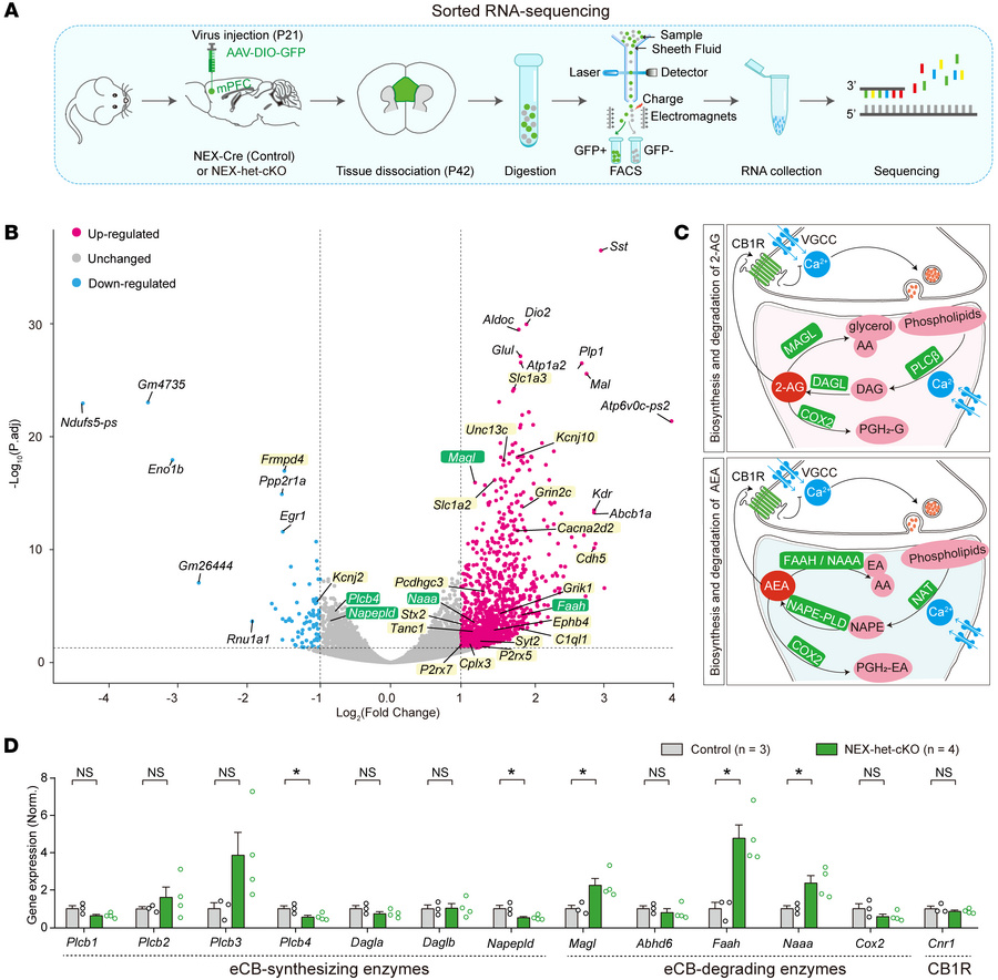 
Ppp2r1a haploinsufficiency alters the transcription of eCB enzymes.
(A)...
