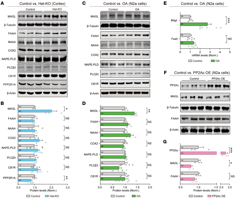 
Ppp2r1a haploinsufficiency increases MAGL expression.
(A and B) Western...