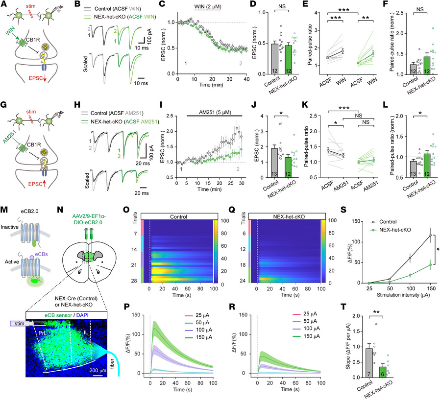 
Ppp2r1a haploinsufficiency decreases eCB signaling in excitatory synaps...