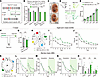 Ppp2r1a haploinsufficiency in forebrain excitatory neurons impairs spatial