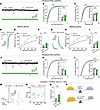 Ppp2r1a haploinsufficiency increases excitatory synaptic transmission, decr