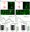 Ppp2r1a haploinsufficiency does not alter neuronal morphology.